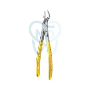 Upper Molar