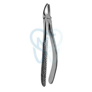 Fig. 17. Upper Molars, Right