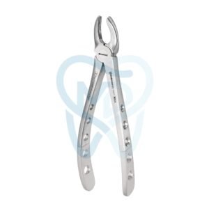 Fig. 17. Upper Molars, Right