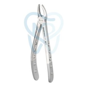 Fig. 7. Upper Premolars