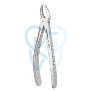 Fig. 7. Upper Premolars
