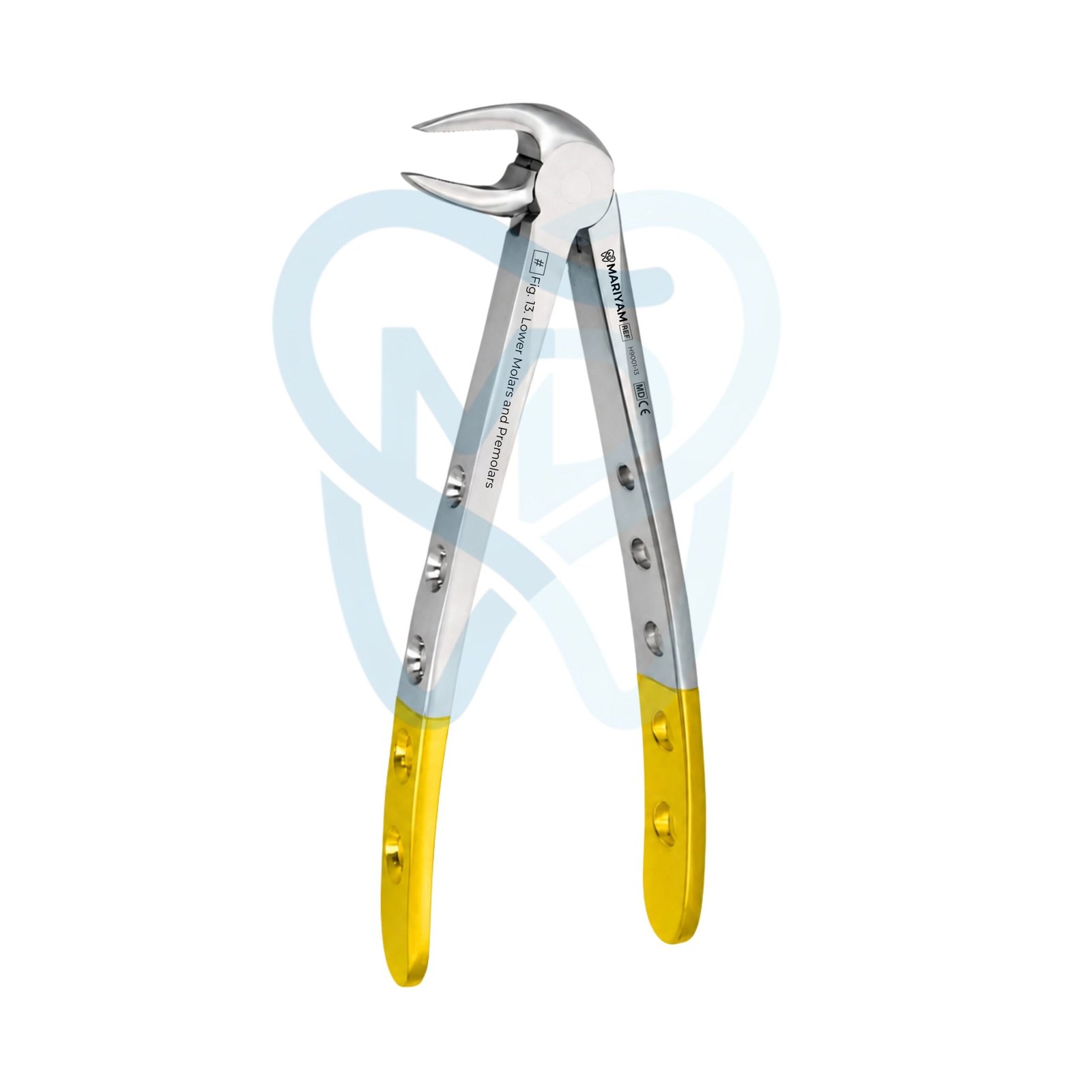 H9001-13 Fig. 13. Lower Molars and Premolars - Image 1
