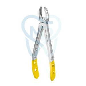 Fig. 17. Upper Molars, Right