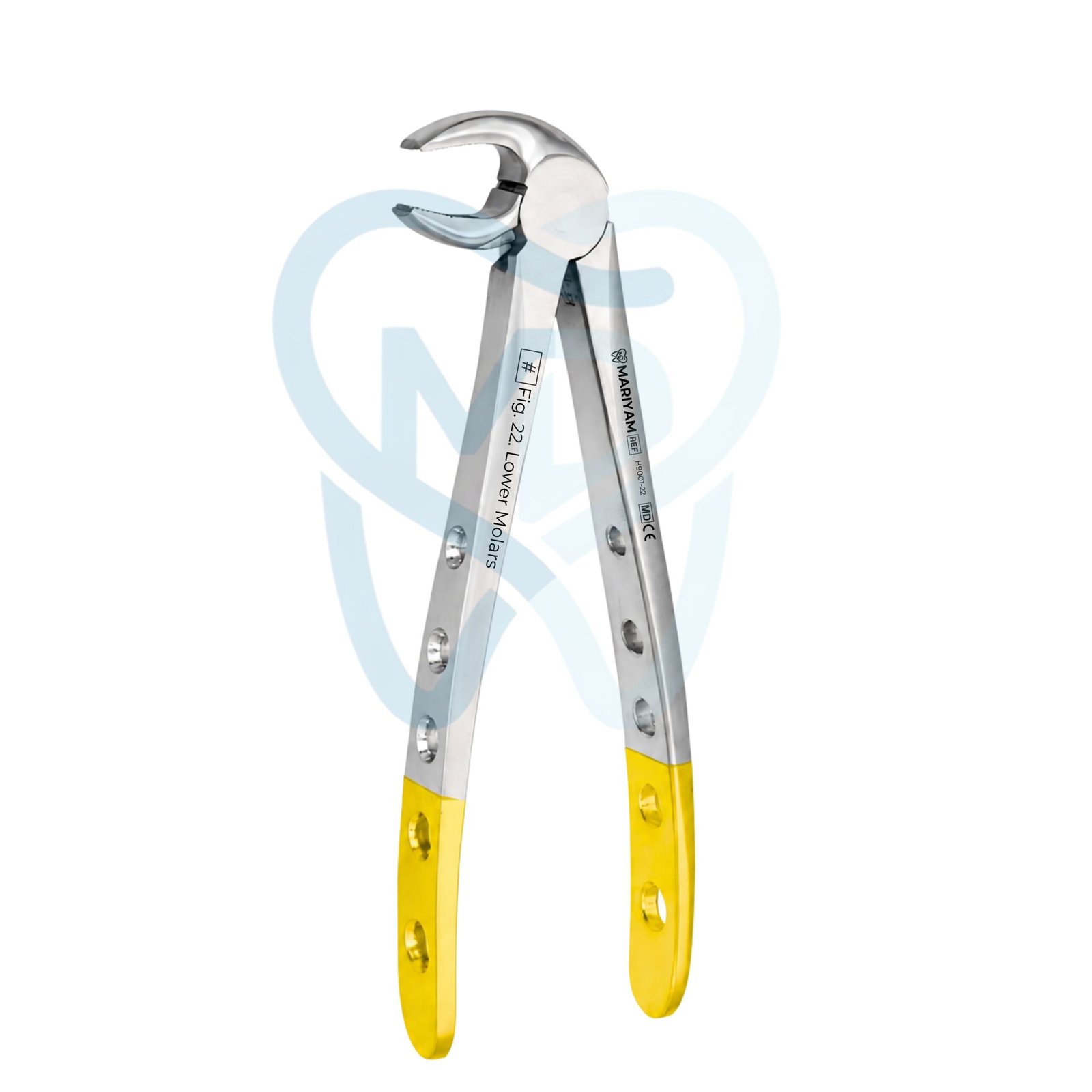 H9001-22 Fig. 22. Lower Molars - Image 1