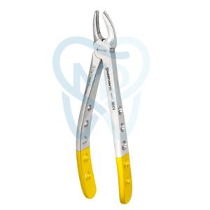 Fig. 7. Upper Premolars