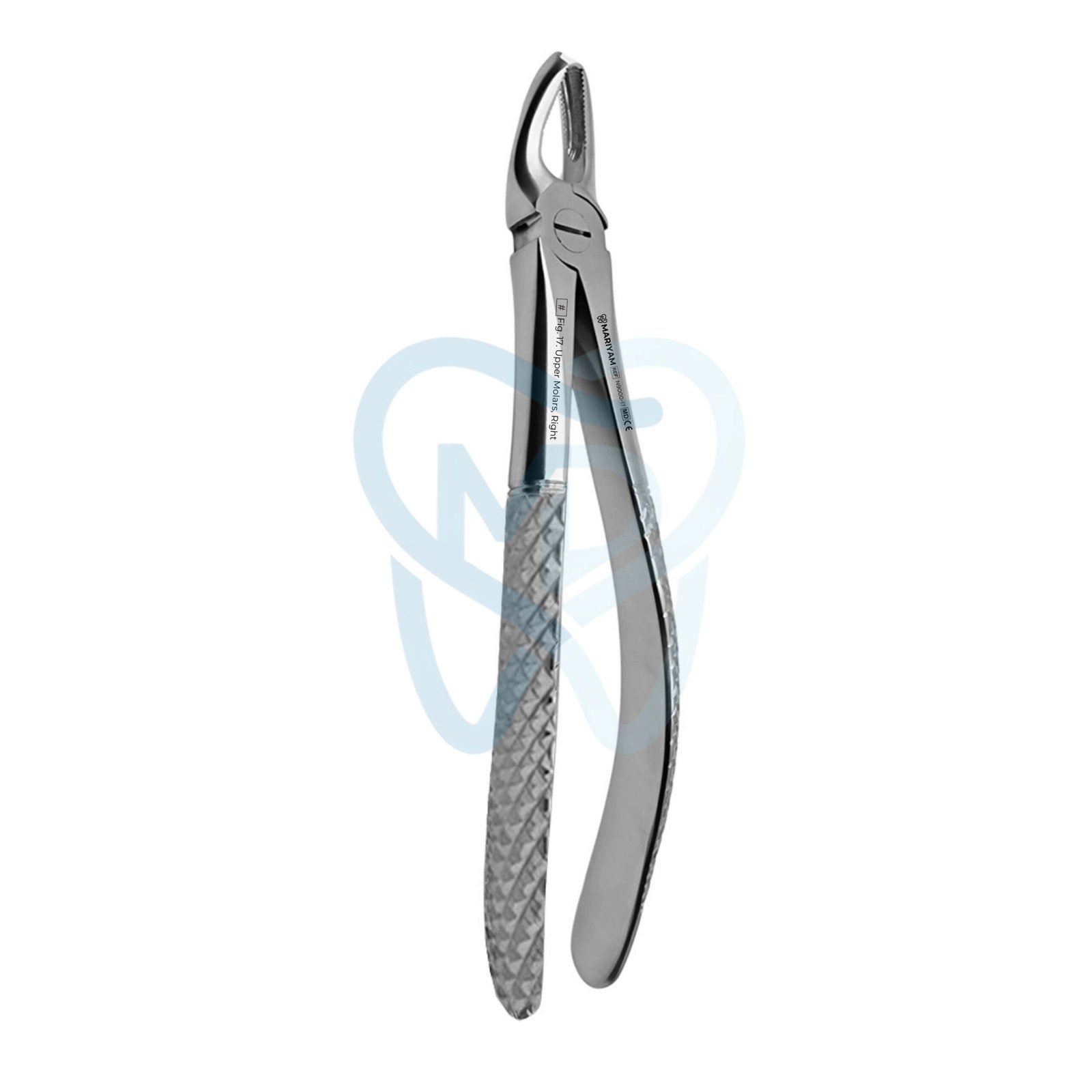 N9000-17 Fig. 17. Upper Molars, Right - Image 1