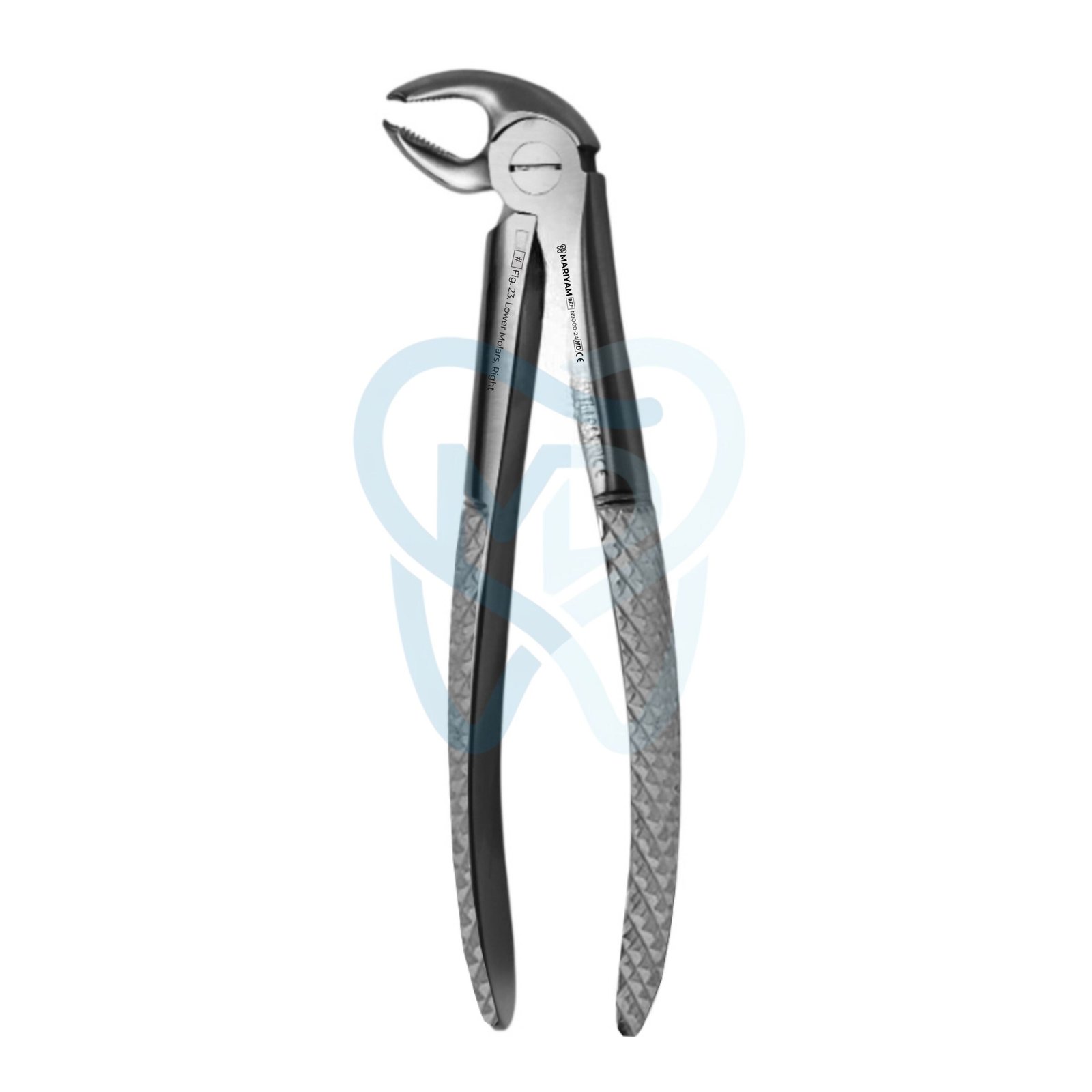 N9000-24 Fig. 24. Lower Molars, Left - Image 1