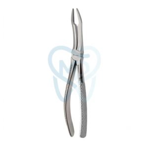 Fig. 144. Upper Roots