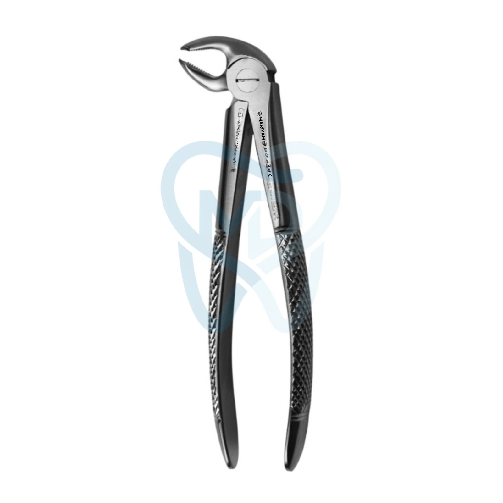 S9000-24 Fig. 24. Lower Molars, Left - Image 1