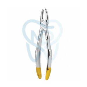 Fig. 1. Upper Incisors and Molars
