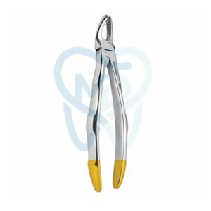 Fig. 17. Upper Molars, Right