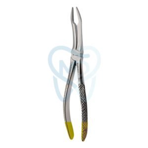 Fig. 144. Upper Roots