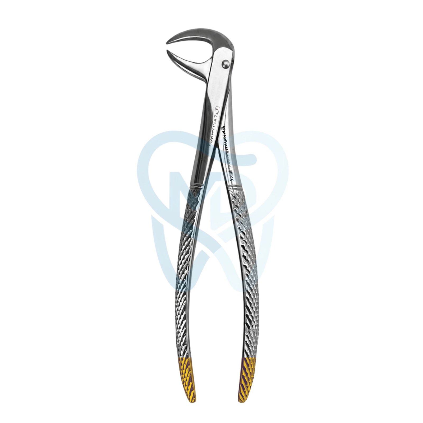 F9001-86A Fig. 86A. Lower Molars - Image 1