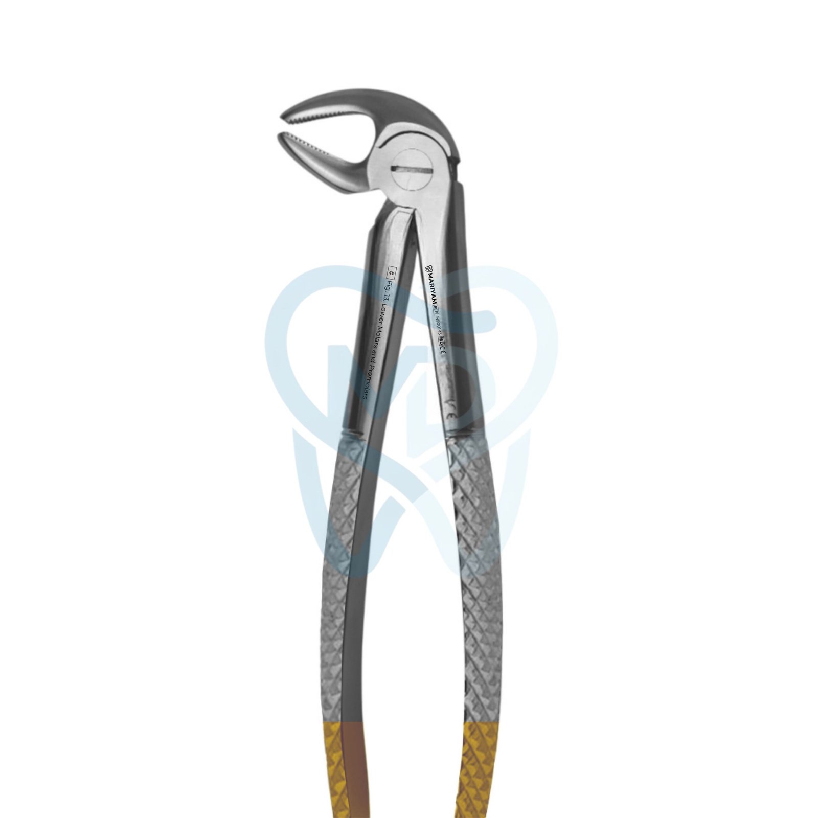 N9001-13 Fig. 13. Lower Molars and Premolars - Image 1