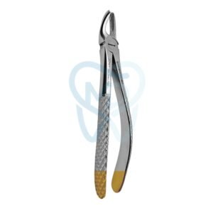Fig. 17. Upper Molars, Right