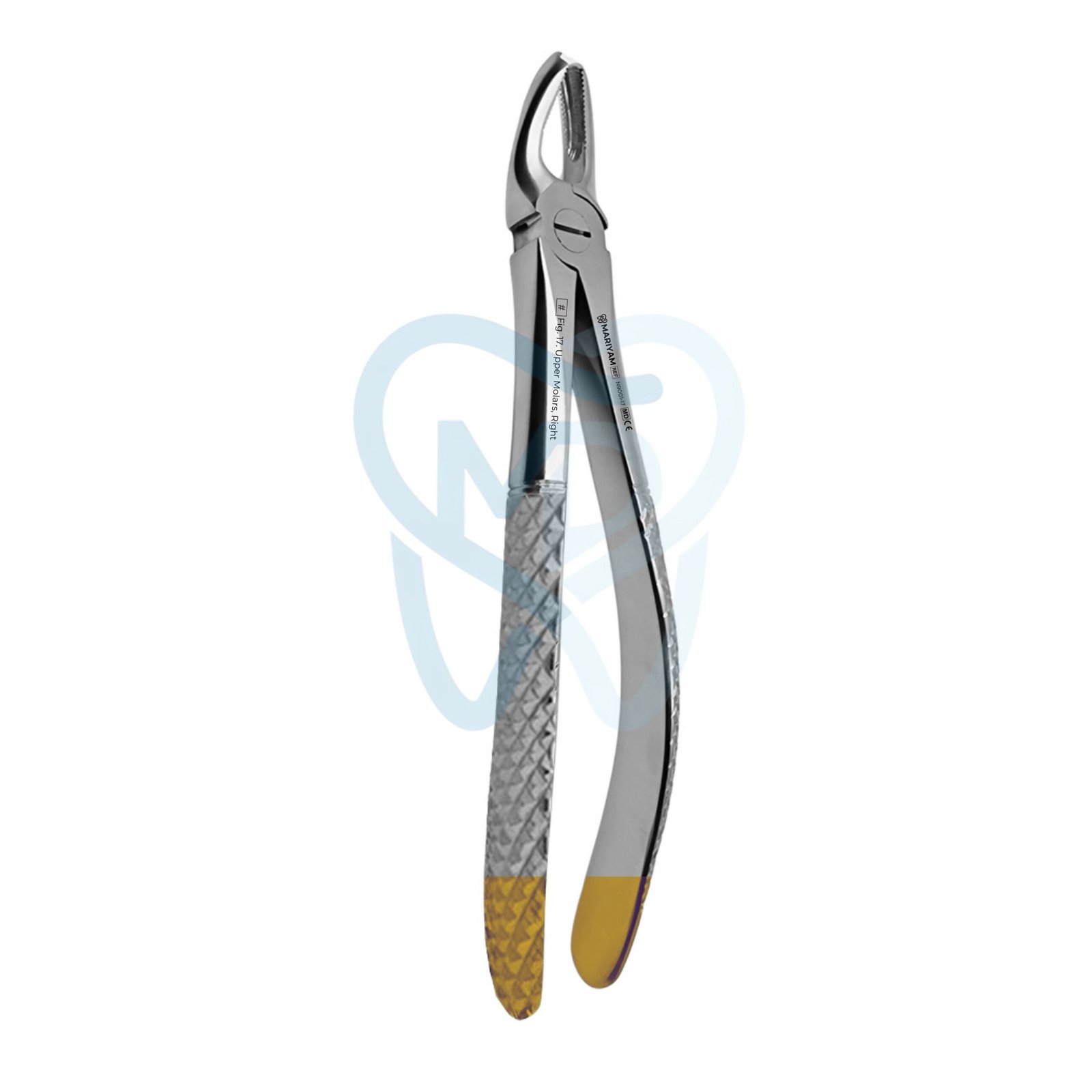 N9001-17 Fig. 17. Upper Molars, Right - Image 1