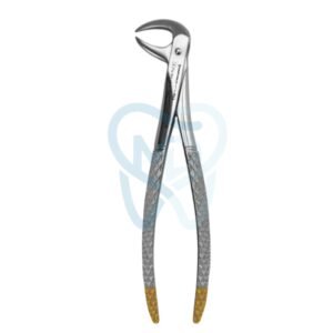 Fig. 86A. Lower Molars